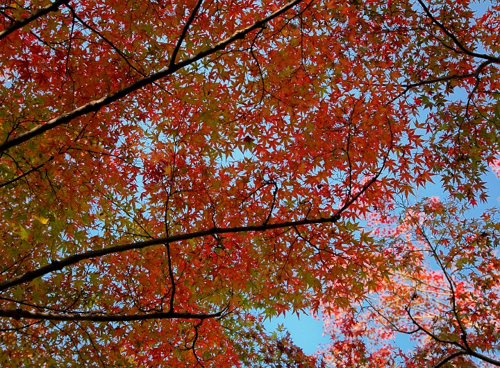 Nara-Isuien Garden 11-1981.jpg